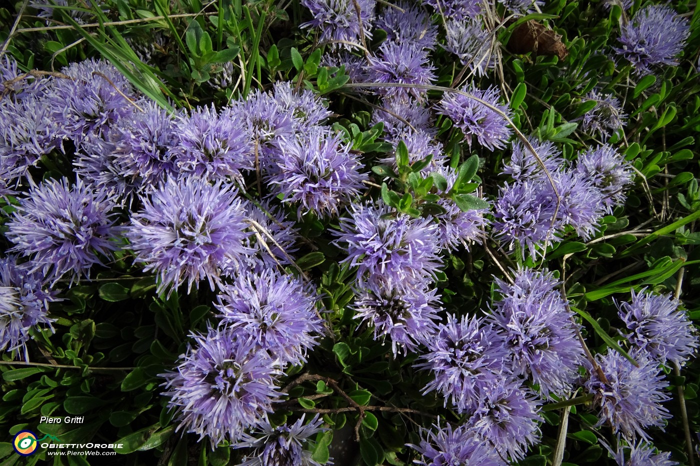 23 Vedovelle celesti (globularia cordifolia).JPG